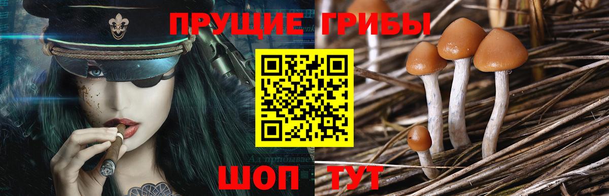 Галлюциногенные грибы Psilocybine cubensis Димитровград